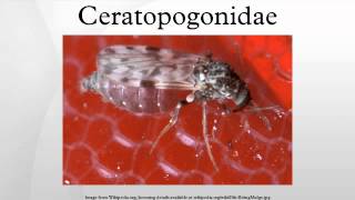 Ceratopogonidae [upl. by Ahcmis372]