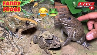 Wep wep catching froggy funny  Try dont laugh catch frogs🐸 [upl. by Aenyl]