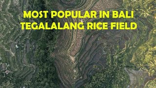 UBUD BALI Tegalalang Rice Terrace 4K DRONE 2021 [upl. by Earla]