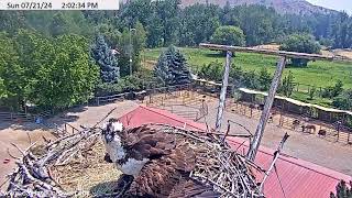 Dunrovin Nest Cam [upl. by Enohpets]