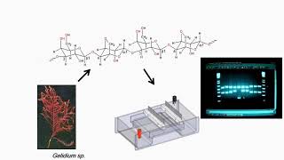 Gel Electrophoresis Preparation and Applications [upl. by Lotsyrc]