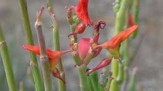 Going vertical with Tom Jesch Waterwise Botanicals [upl. by Tamarah478]