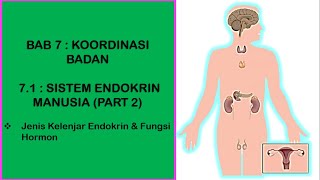 Sains TIngkatan 4 KSSM I BAB 7 I 71  SISTEM ENDOKRIN MANUSIA PART 2 [upl. by Eldorado824]