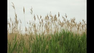 SEMCOG Spotlight on Invasive Species Phragmites [upl. by Elayne377]