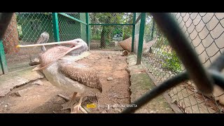 KOKKARE BELLUR BIRD SANCTUARY MADDUR  PELICAN STORK VILLAGE  NATURE PRO  MA PA  30OCT2024 [upl. by Ronni]