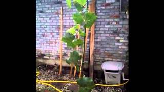 Growing a Container Grapevine Without a Trellis or Arbor 4 [upl. by Atled]