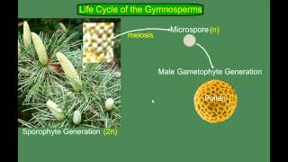 Gymnosperm Pine Life Cycle [upl. by Ynatterb]