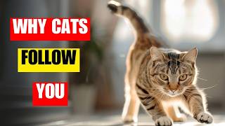 The real reasons why your cat follows you everywhere [upl. by Nitram]