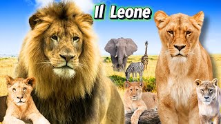 ANIMALI dello ZOO Il LEONE  Caratteristiche e Curiosità [upl. by Pollack]