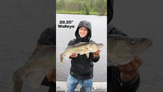 Big Walleye in the Kaministiquia River [upl. by Reece]