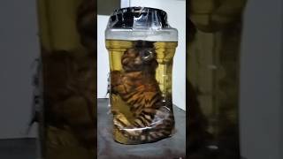 বাঘের বাচ্চা ।। Tiger Cub Storage tiger cub tigercub safaripark park lab [upl. by Roter]