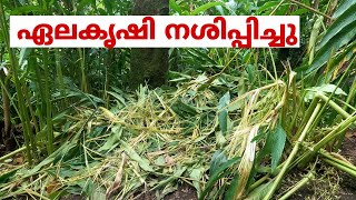 ഏലം കർഷകരെ ദുരിതത്തിലാക്കി വ്യാപക കൃഷിനാശം  Idukki  Santhanpara  choondal [upl. by Leitao]