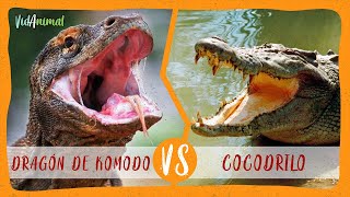 DRAGON DE KOMODO vs COCODRILO DE AGUA SALADA ¿Cuál ganaría [upl. by Nial]