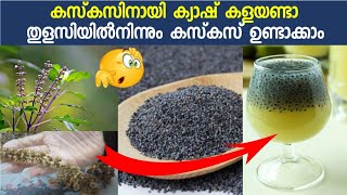 how to make cuscus from thulasiഎങ്ങനെ തുളസിയില നിന്നും കസ്കസ് ഉണ്ടാക്കാം [upl. by Acirej]