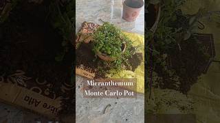 Micranthemum Monte Carlo Pot viralshort garden popular [upl. by Gay]