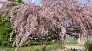 TAMARISK TREE  4K [upl. by Killion]