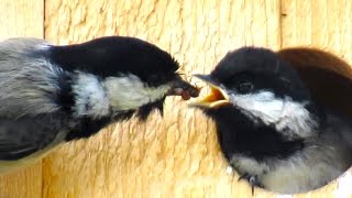 Hungry Baby Chickadee Call Sounds [upl. by Norda]