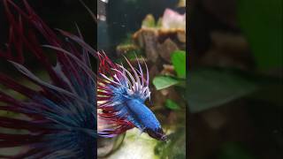 Rot Blauer Kampf Fisch Betta splendens Aquarium Schleierschwanz Kampffisch aus Thailand [upl. by Sitoeht]