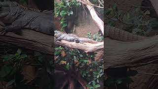 Игуана utilaspiny tailed iguana [upl. by Katherina955]