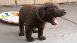 Cute Puppies Howling  GUARANTEED TO MAKE YOUR DOG HOWL 2018 [upl. by Adaminah622]