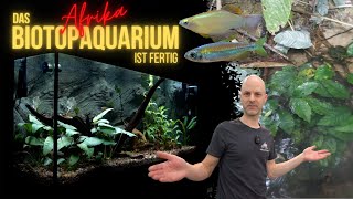 Fische für das fertige Afrika BiotopAquarium  Algenfresser aus Afrika  Seltene Leuchtaugenfische [upl. by Surad]