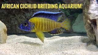 Setting up an AFRICAN CICHLID BREEDING TANK  Build tutorialBlue Neon Cichlids [upl. by Alfie]