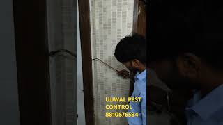 Termite treatment in delhi [upl. by Freeman]