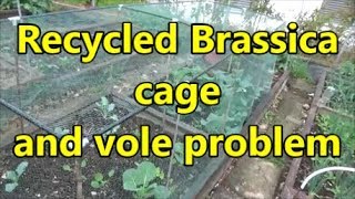 Recycled Brassica cage and vole problem 10 05 18 [upl. by Fleurette494]