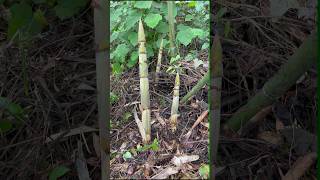 Cut Little Bamboo Shoot farming amazing bamboo [upl. by Araik]