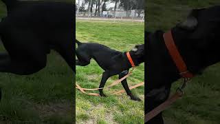 Rare Black German Shorthaired Pointer 🐾 germanshorthairedpointer [upl. by Annerb]