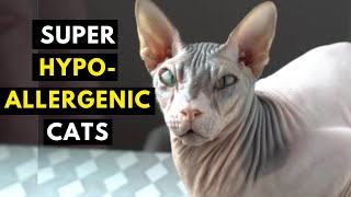 15 Super Hypoallergenic Cats That Dont Shed or Shed Very Little [upl. by Cutler461]