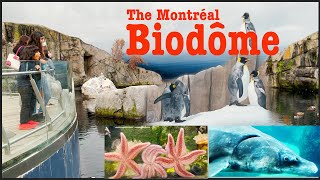 The Montréal Biodôme complete whats in Biodome [upl. by Felicio]