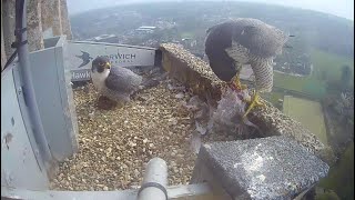 Norwich Cathedral Peregrines 2022 [upl. by Hollenbeck809]