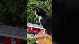 Catzilla bedroht die Stadt 🙀 gardenrailway gartenbahn cat [upl. by Coral]