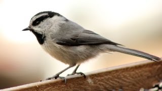 DSLR Video Mountain Chickadee [upl. by Wehrle]