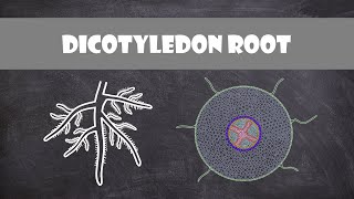 Dicotyledon Root Structure  Plant Biology [upl. by Oremo992]