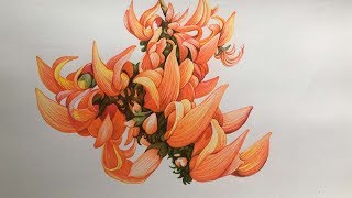 Butea Monosperma Flowers Drawing  Flower Drawing in Color Pencils [upl. by Hcab895]