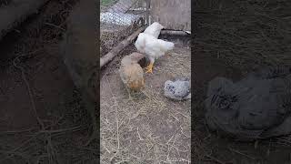 DAY EIGHTY EIGHT 30 seconds of chicken chatter on a windy day pullets cockerels chickentalk [upl. by Idhem]