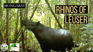 Saving Sumatran Rhinos Updates from the Leuser Ecosystem in Indonesia [upl. by Ecreip]