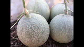 Growing muskmelon from seed to harvest [upl. by Holton]