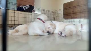 Copy of Labrador Retriever  Puppy CAM live stream [upl. by Senalda239]