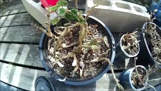 Overwintering amp Repotting Geranium Flowers [upl. by Alludba]