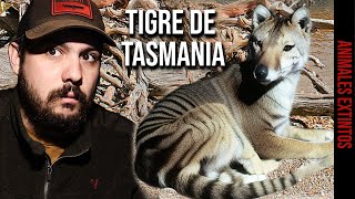 EL TIGRE DE TASMANIA TILACINO [upl. by Ledah]