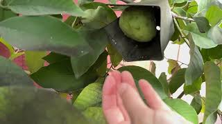 The start of cherimoya season in SF BayArea loaded this yearamp picking chayote for chicken Jan224 [upl. by Cly]