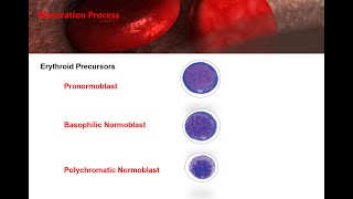 ASCP  MLS  MLT  Hematology  Erythropoiesis Red Blood Cell Formationproduction and destruction [upl. by Ayrad]