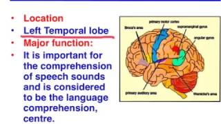 Brocas area vs Wernickes area  VCE Psychology [upl. by Deirdra]