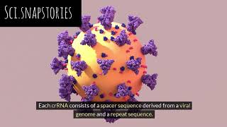 CRISPR cas9 mechanism [upl. by Esinej]