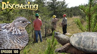 DISCOVERING EPISODE 100  YCC Snapper Trapping amp Bird Season Preview [upl. by Lothaire417]