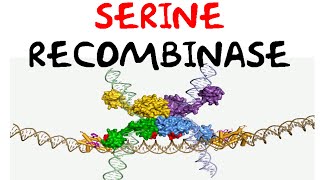 Serine recombinase [upl. by Alinoel128]