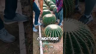 Cactus farming in china shorts science [upl. by Oravla159]